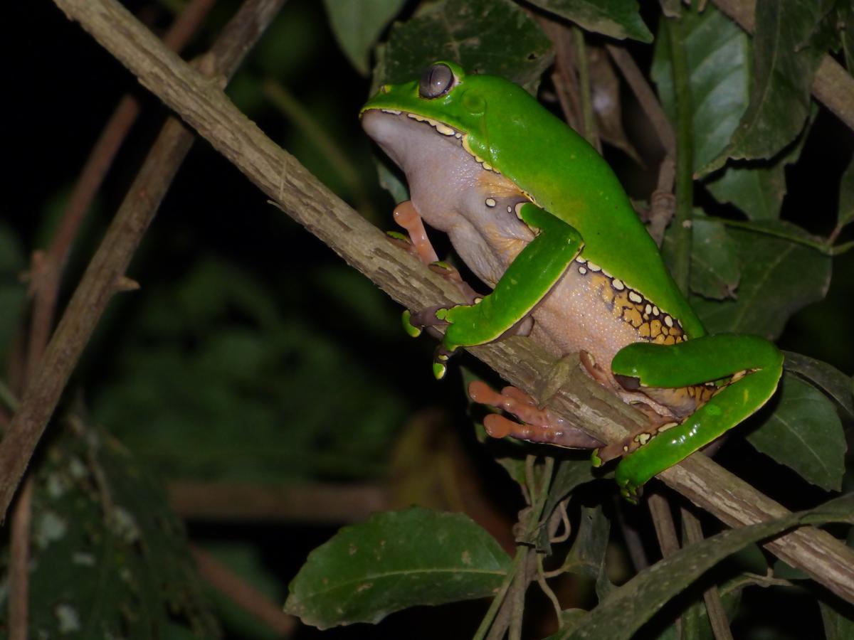 Tambopata River Puerto Maldonado Buitenkant foto